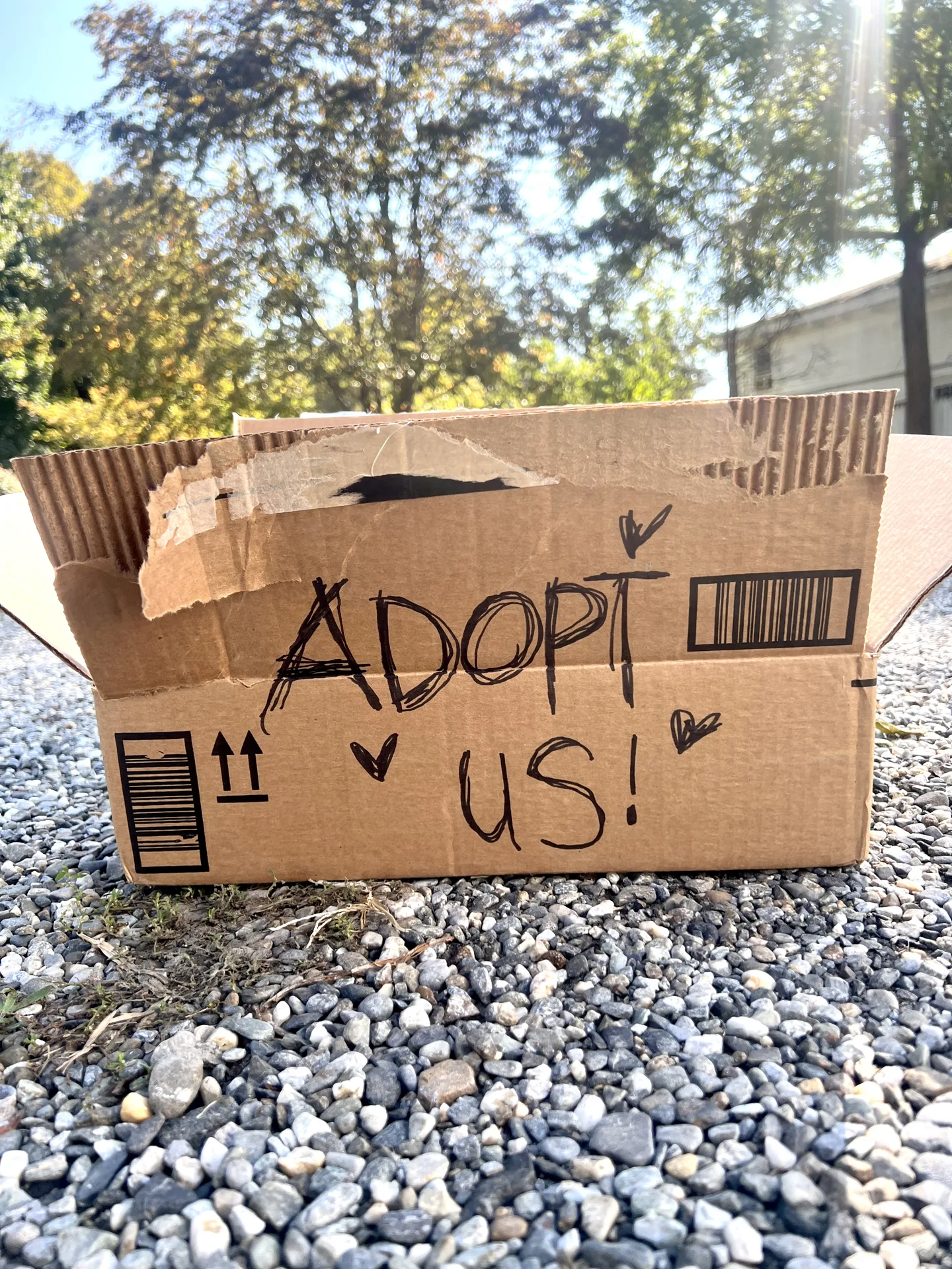 Forever Homes