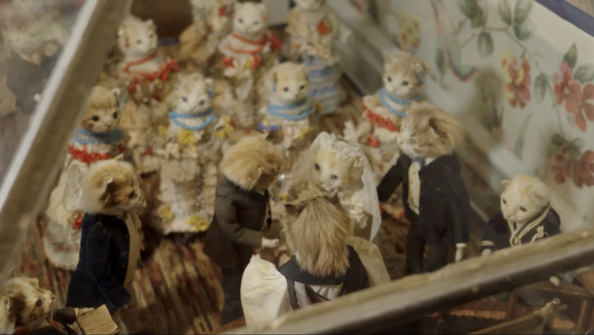The Purrfect Collection
